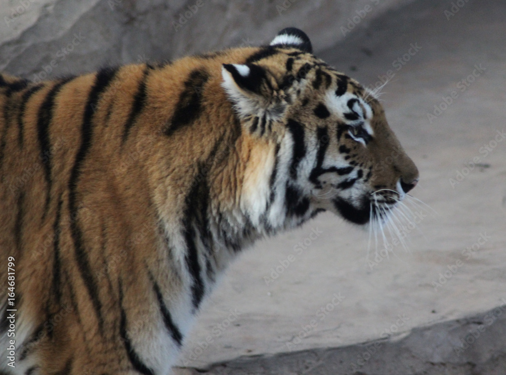 The Bengal tiger (Panthera tigris tigris) The Bengal tiger (Panthera tigris tigris)