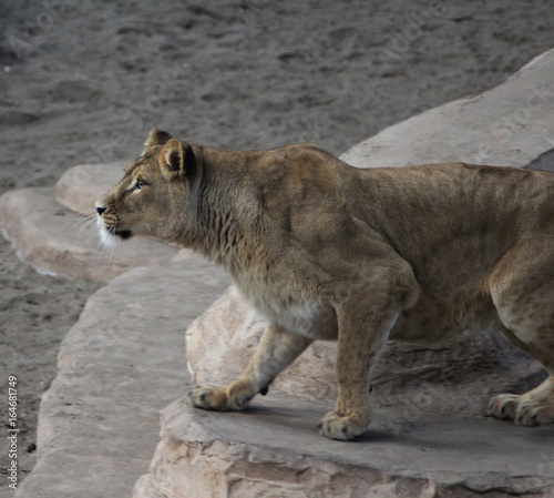 African female lion