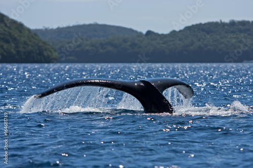 humpback whale, megaptera novaeangliae, Tonga, Vava'u island