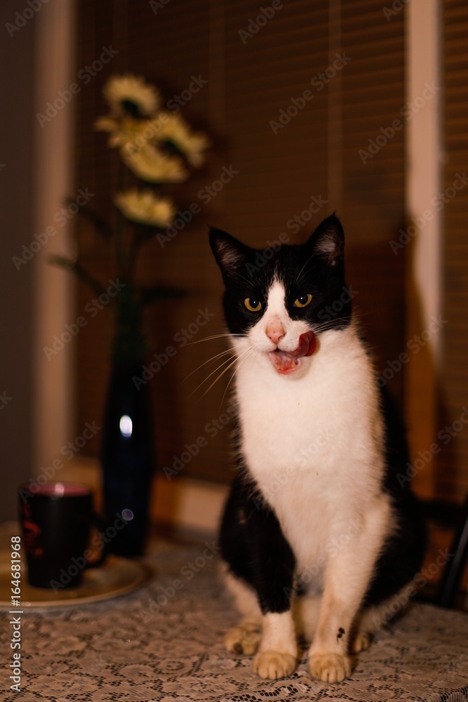 Cat licking it's lips sitting on table. Dishes and vase on table in background Cat licking it's lips sitting on table. Dishes and vase on table in background