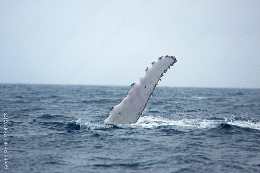 Fototapeta premium humpback whale, megaptera novaeangliae, Tonga, Vava'u island