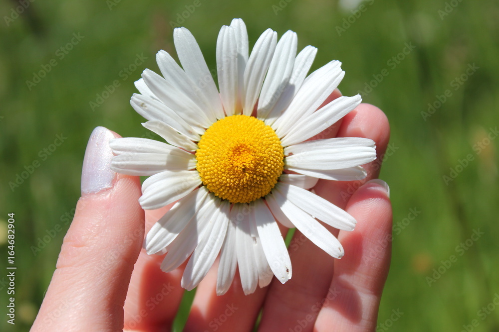 Wunderschöne Blüte einer Margerite in der Hand Wunderschöne Blüte einer Margerite in der Hand