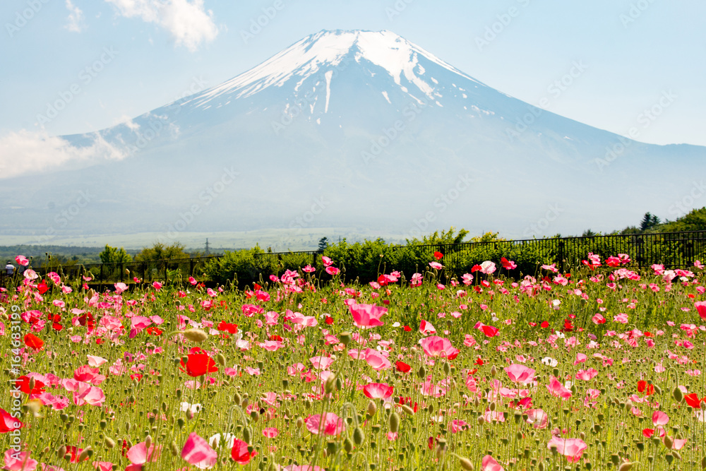 山中湖花の都公園　ポピーと富士山