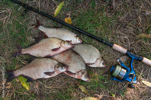 Pile of the common bream fish, crucian fish or Carassius, roach fish on the natural background. Catching freshwater fish and fishing rods with fishing reels on green grass