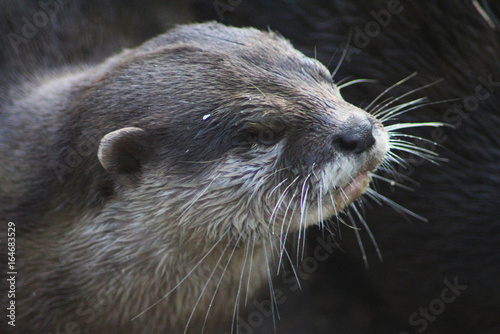 Asian Small clawed otter 
