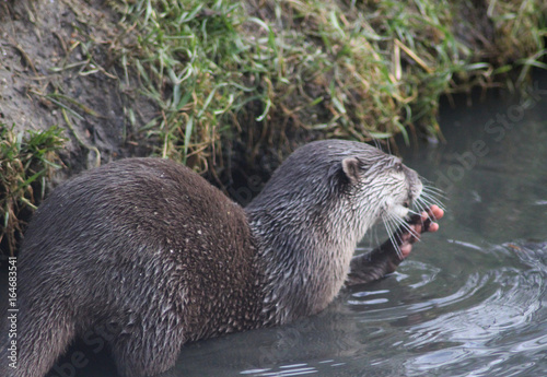 Asian Small clawed otter 