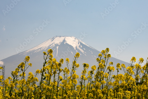 山中湖花の都公園 キカラシと富士山