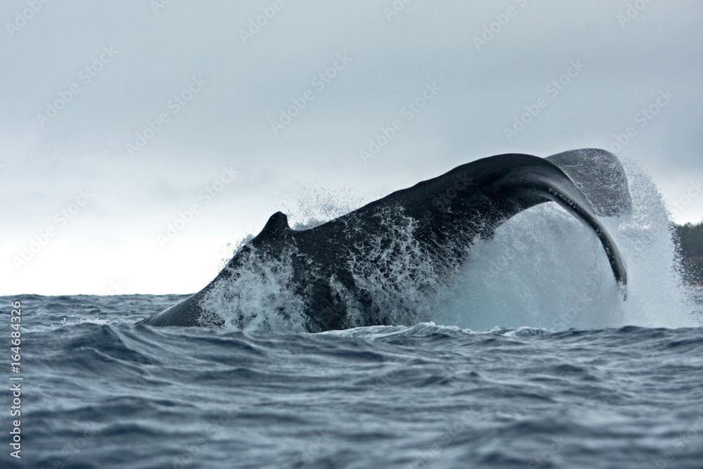 Fototapeta premium humpback whale, megaptera novaeangliae, Tonga, Vava'u island