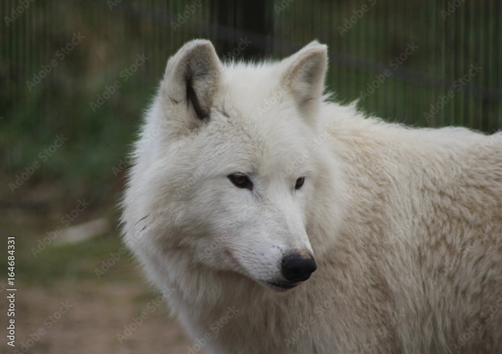 The Hudson Bay wolf (Canis lupus hudsonicus) The Hudson Bay wolf (Canis lupus hudsonicus)