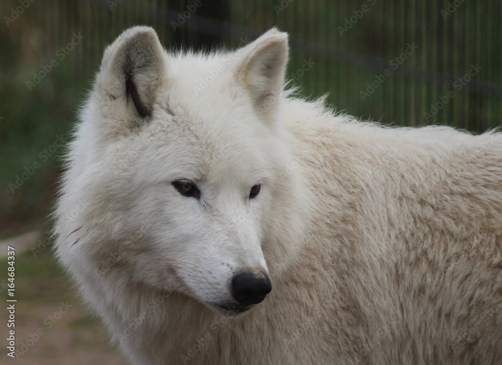 The Hudson Bay wolf (Canis lupus hudsonicus)