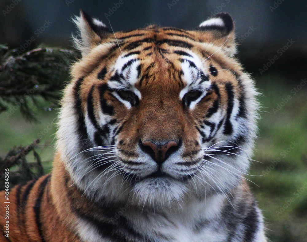 The Bengal tiger (Panthera tigris tigris)