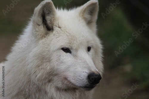 The Hudson Bay wolf  Canis lupus hudsonicus 