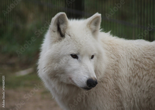 The Hudson Bay wolf (Canis lupus hudsonicus)
