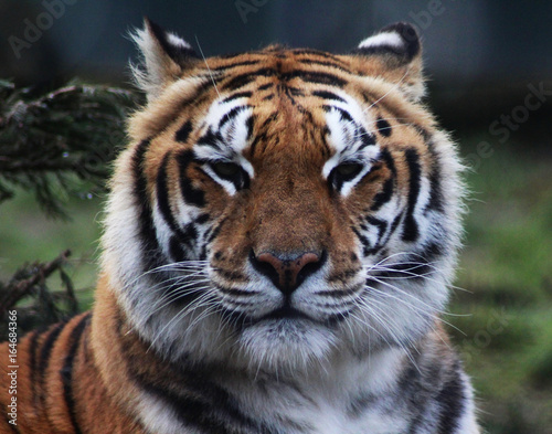 Fototapeta Naklejka Na Ścianę i Meble -  The Bengal tiger (Panthera tigris tigris)