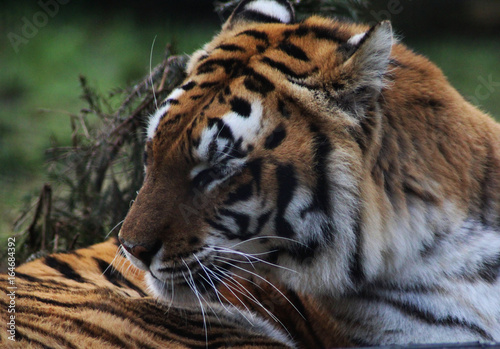 The Bengal tiger  Panthera tigris tigris 