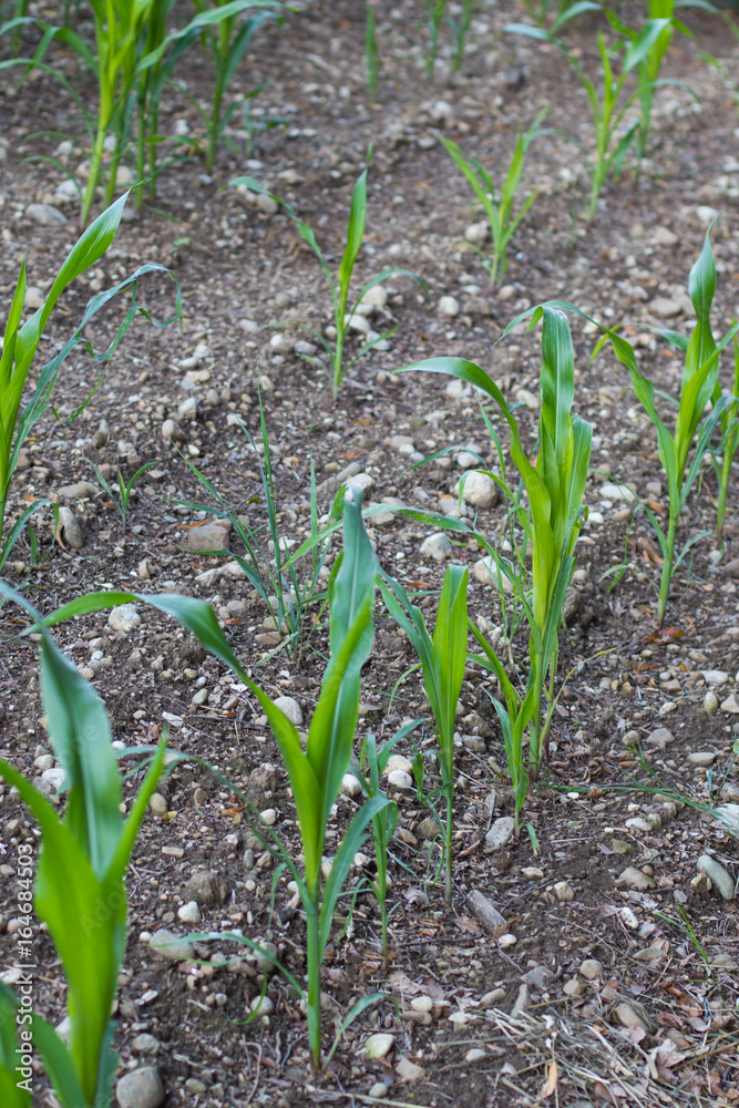 the small sprouts of corn growing on an agricultural field