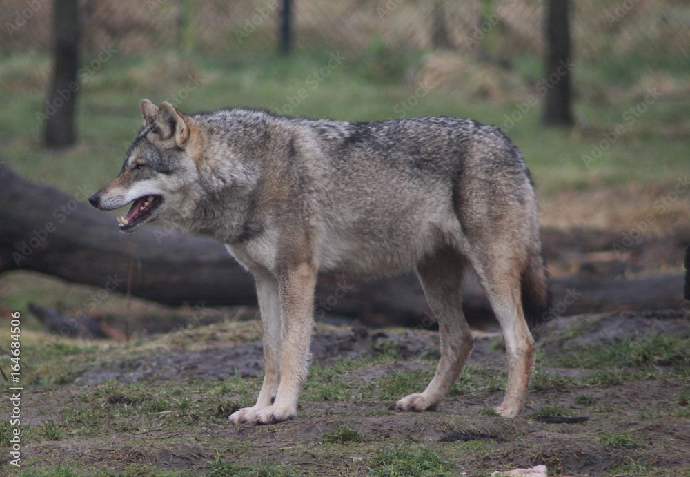 The Eurasian wolf (Canis lupus lupus)