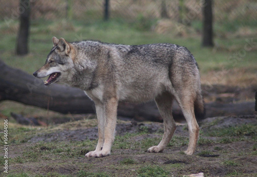 The Eurasian wolf  Canis lupus lupus 