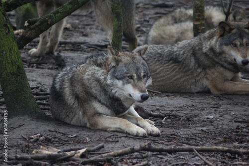 De Europese wolf  Canis lupus lupus 