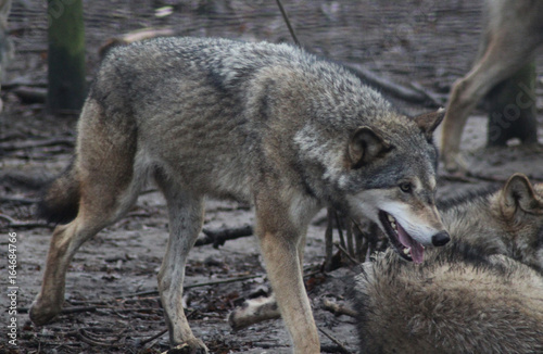 De Europese wolf (Canis lupus lupus)