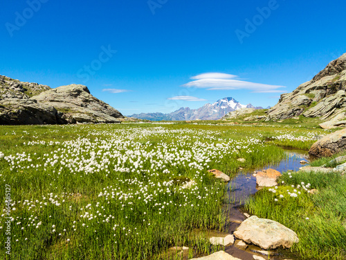 Valtellina - Green grass with flowers in mountain photo