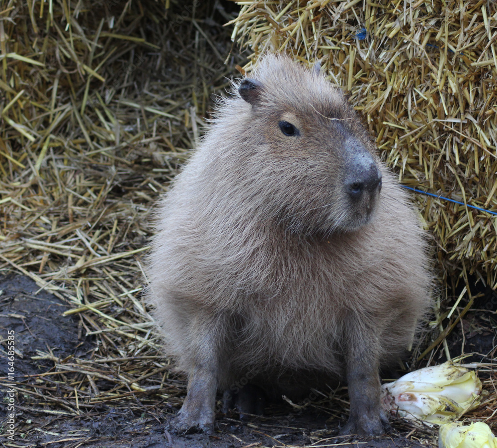 Capybara (Hydrochoerus hydrochaeris)	