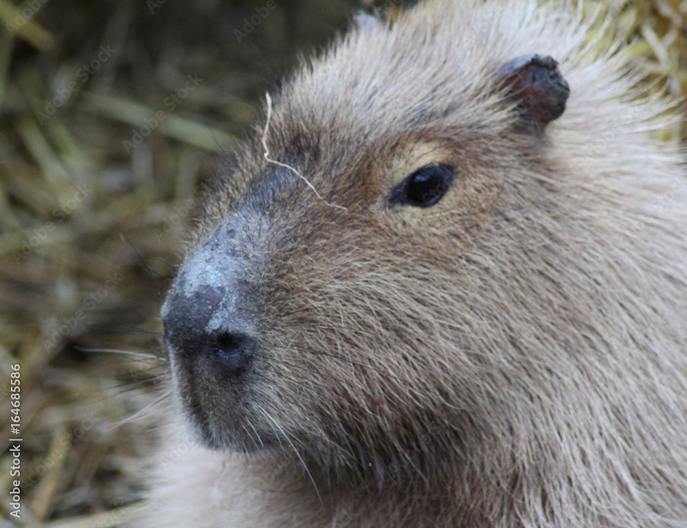 Capybara (Hydrochoerus hydrochaeris) Capybara (Hydrochoerus hydrochaeris)