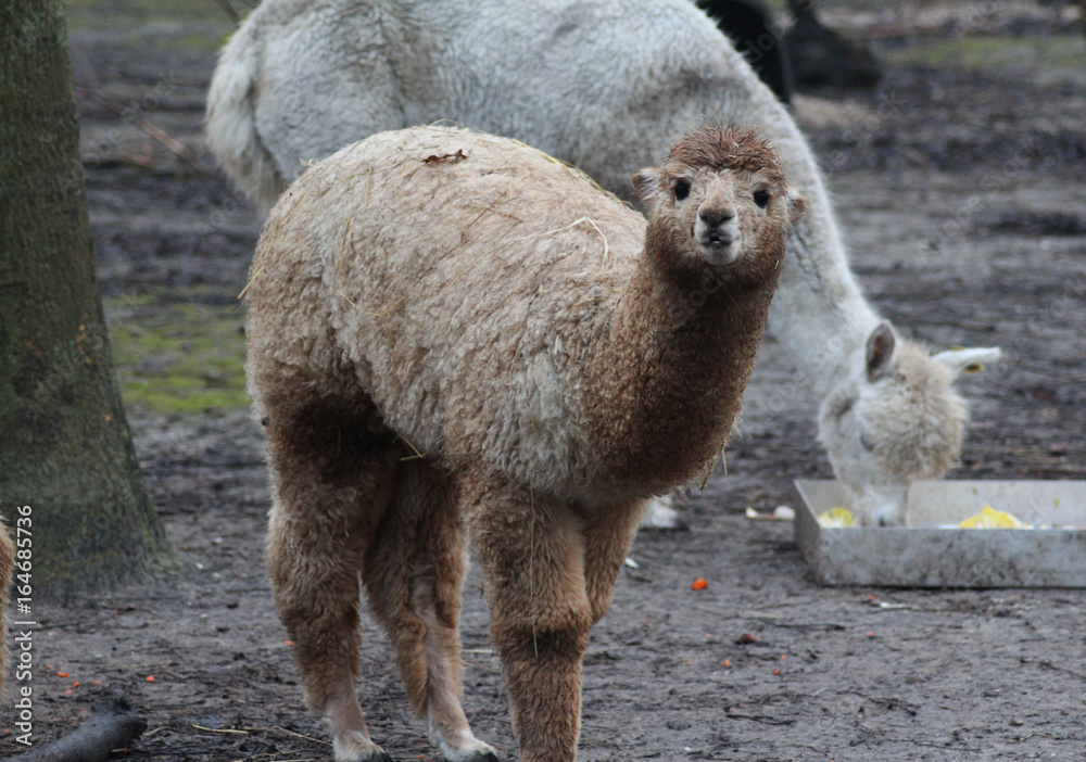 alpaca (Vicugna pacos)