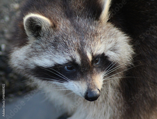 eastern raccoon (Procyon lotor)	