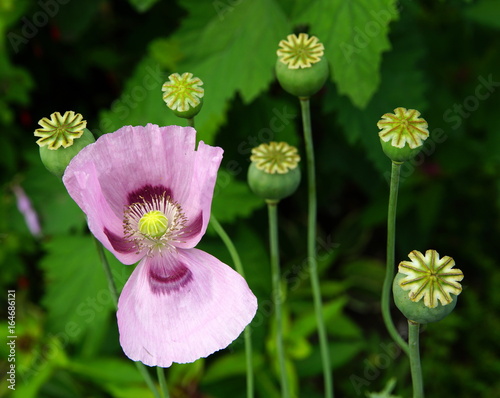 Schlafmohn,Mohn,Gartenblume photo