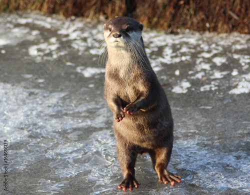 Asian Small clawed otter	