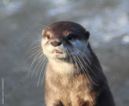 Asian Small clawed otter	