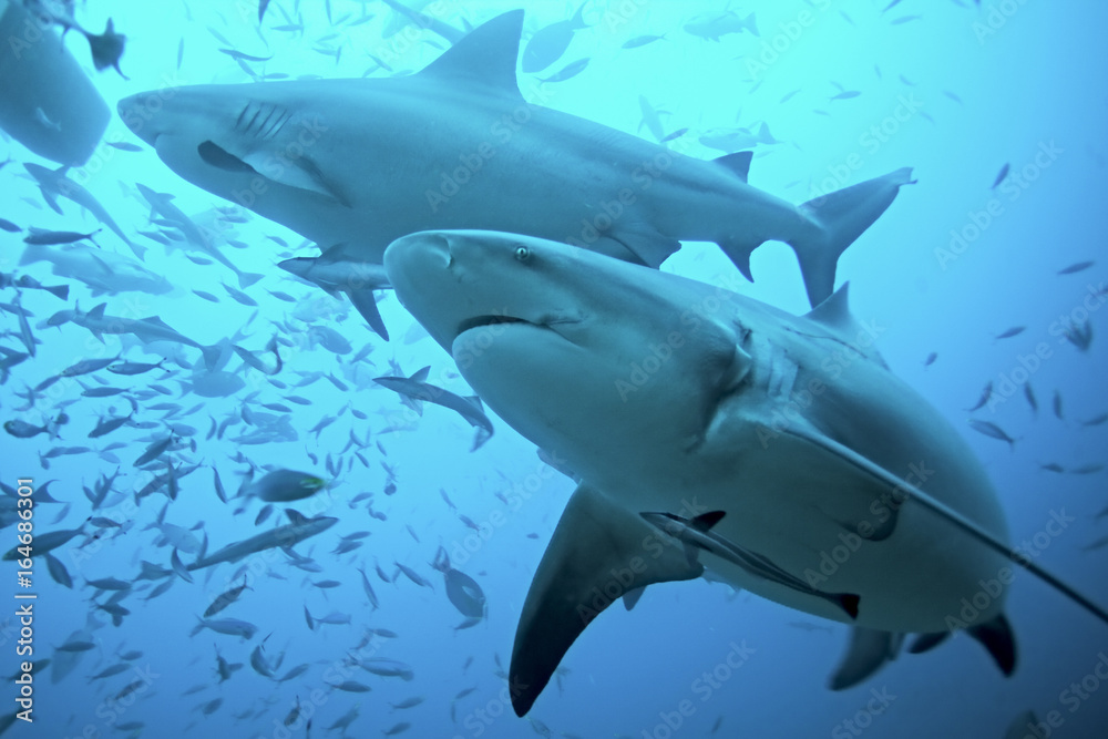 Naklejka premium byk rekin, carcharhinus leucas, laguna Beqa, Fidżi