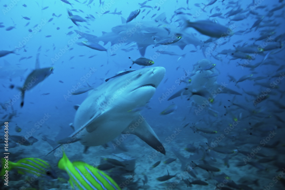 bull shark, carcharhinus leucas, Beqa lagoon, Fiji bull shark, carcharhinus leucas, Beqa lagoon, Fiji