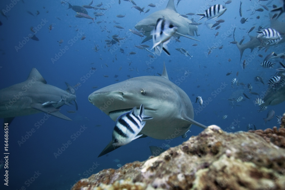 Fototapeta premium bull shark, carcharhinus leucas, Beqa lagoon, Fiji