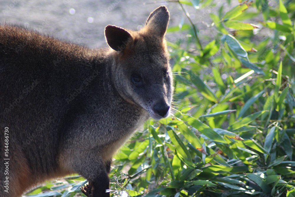 Naklejka premium The swamp wallaby (Wallabia bicolor)