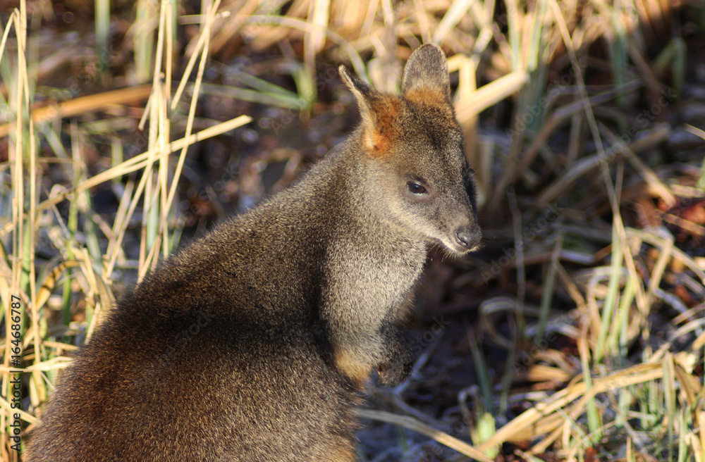 Naklejka premium The swamp wallaby (Wallabia bicolor)