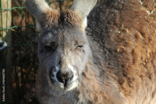 Red kangaroo  Macropus rufus  