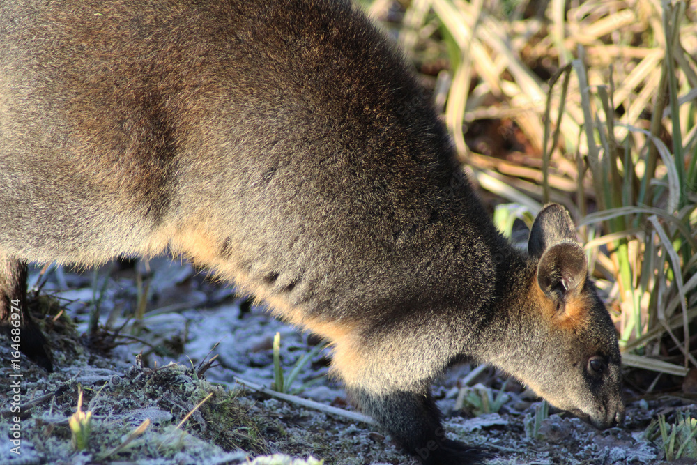 Fototapeta premium The swamp wallaby (Wallabia bicolor) 