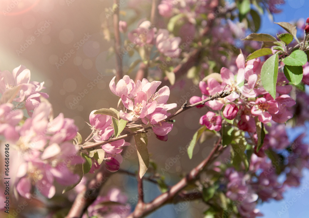 Fototapeta premium Blossoming branch of apple
