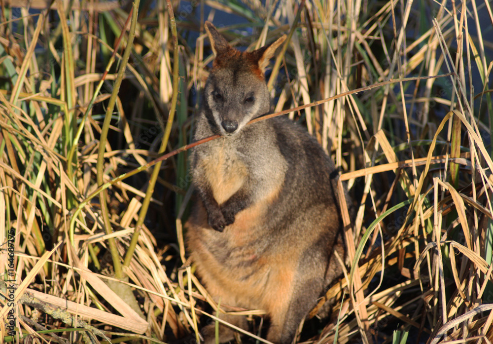 Naklejka premium The swamp wallaby (Wallabia bicolor) 