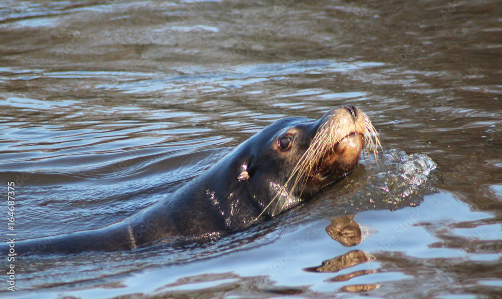 Fototapeta premium California sea lion 