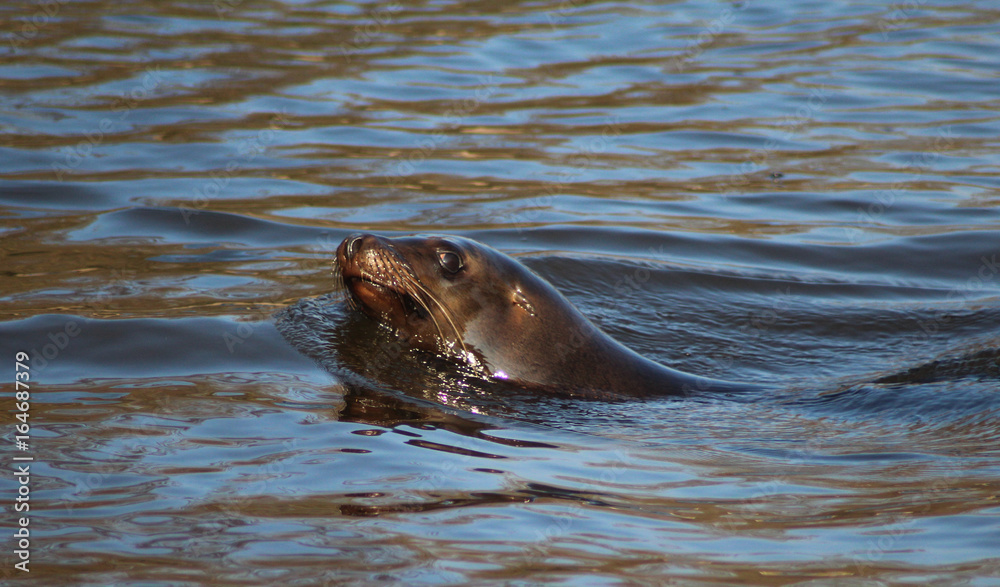 Fototapeta premium California sea lion 