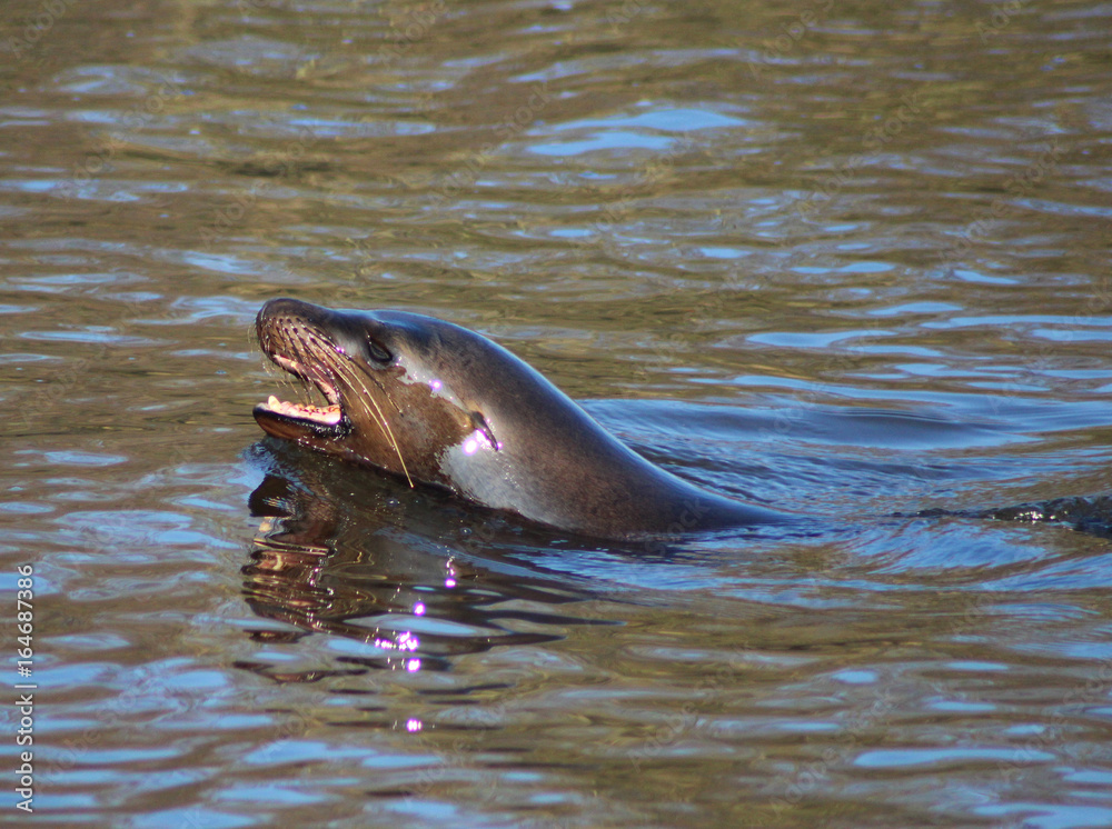 Fototapeta premium California sea lion 