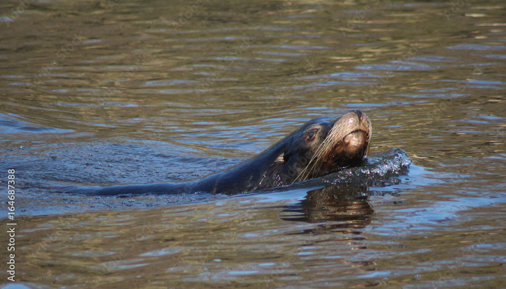 Fototapeta premium California sea lion 