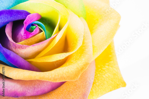 Bunte Rose in Regenbogenfarben, weißer Hintergrund