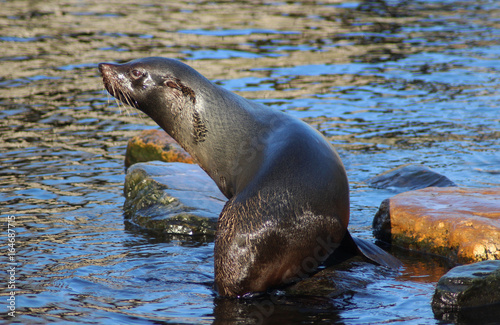The South American fur seal (Arctocephalus australis)	