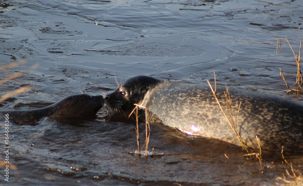 Fototapeta premium The harbor seal (Phoca vitulina)