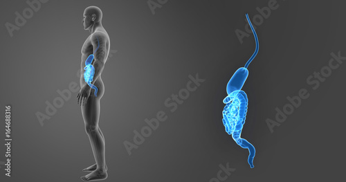 Stomach and intestine zoom with skeleton lateral view