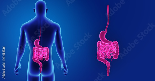 Stomach and intestine zoom with body posterior view